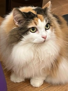 三毛猫の毛色を決める遺伝子をついに発見 | アニコム損害保険